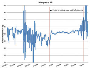 Surface temperature under the snow cover measured on the research plot in Marquette, Mich. A period of relatively shallow snow cover in late December and early January decreased the insulation layer and slowed fungal growth until deeper snow returned in mid-January.