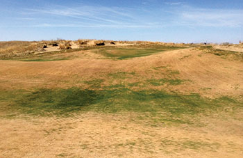 Winter desiccation injury (Photo: Bill Kreuser)