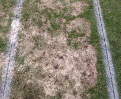 Snow mold damage (Photo: Paul Koch)