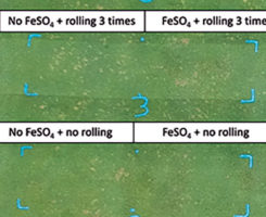 Effect of FeSO4 and lightweight rolling on dollar spot suppression. (Photo: Travis Roberson)