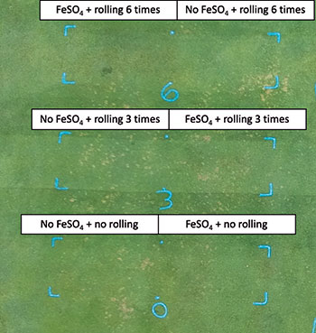 Effect of FeSO4 and lightweight rolling on dollar spot suppression. (Photo: Travis Roberson)