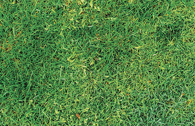 Poa annua (Photo: FMC Corp.)