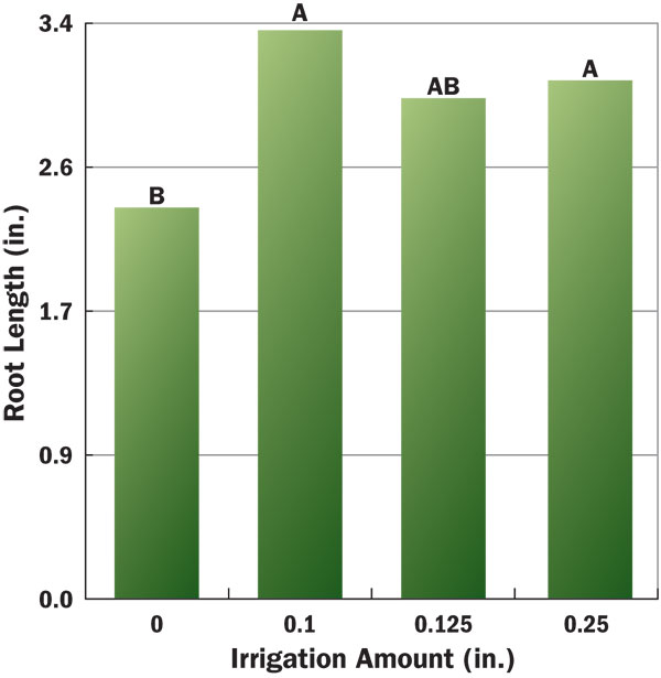 Figure 4 Influence of post-application irrigation on azoxystrobin efficacy (root length) against summer patch of creeping bentgrass. Bars with the same letter are not significantly different, according to Fisher’s LSD t-test (P < 0.05).