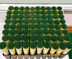 Creeping bentgrass growing in cone-tainers. (Photo: Wendell Hutchins)