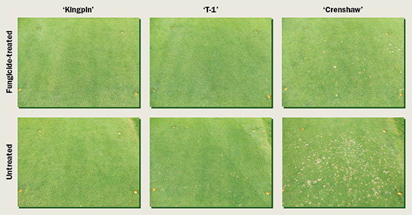 Dollar spot injury (Photo: Cole Thompson)