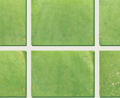 Dollar spot injury (Photo: Cole Thompson)