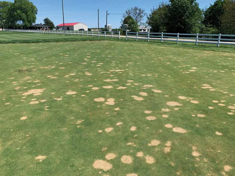 Experts Insights Spring Dead Spot Golfdom