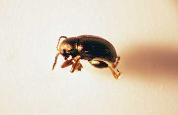 Adult Chaetocnema minuta isolated from damaged perennial ryegrass 