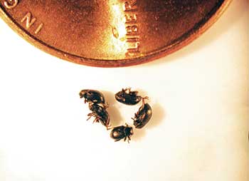 Relative size of C. minuta adults next to a U.S. penny. (Photo: Ben McGraw)