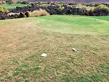 Damage to a perennial ryegrass rough bordering a tee box. (Photo: Adam van Dyke)