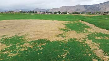 Flea beetle damage may be exacerbated with stress from mowing and traffic. (Photo: Adam van Dyke)