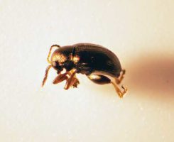 Adult Chaetocnema minuta isolated from damaged perennial ryegrass
