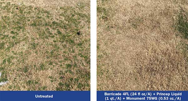 Effect of herbicides on turf (Photos: Lane Tredway)