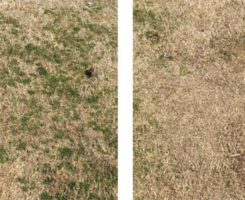 Effect of herbicides on turf (Photos: Lane Tredway)