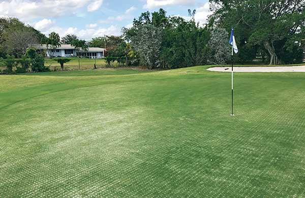 Nematode damage on a green (Photo: Syngenta)