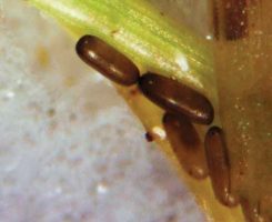 Eggs deposited in putting green height (0.125 in.) were loose or outside plant. (Photo: Mike Kenna)