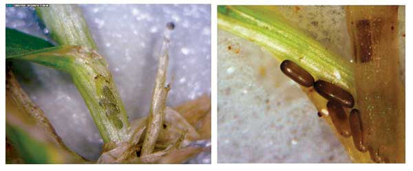 L: Eggs inside stem of plant at fairway height (0.5 in.). R: Eggs deposited in putting green height (0.125 in.) were loose or outside plant. (Photo: Mike Kenna)