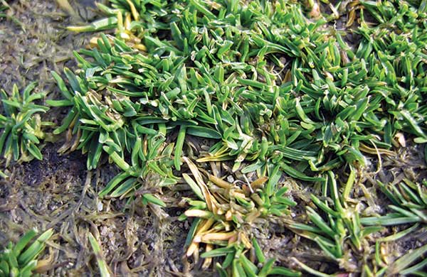 Anthracnose symptoms (Photo: Mike Kaminski)