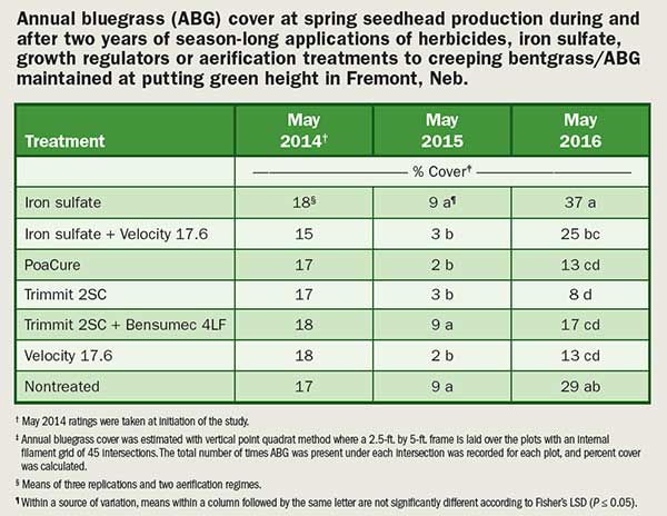 Annual bluegrass cover