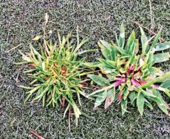 Crabgrass, as seen on this Poa annua green, can be controlled by preemergence herbicides. (Photo: Syngenta)