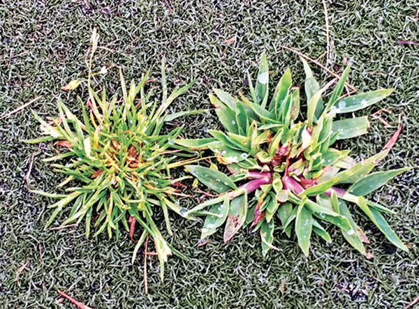 Crabgrass, as seen on this Poa annua green, can be controlled by preemergence herbicides. (Photo: Syngenta)