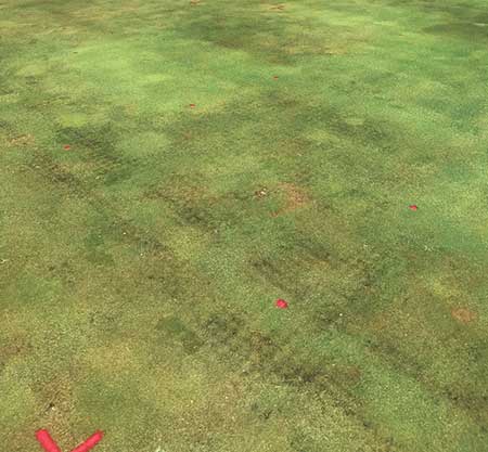 Jim Kerns’ Pythium root rot trial in 2018. The green spots indicate treatment with Segway or Union fungicides. (Photo: Jim Kerns)