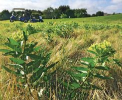Milkweed plants provide an essential habitat for monarch butterflies in out-of-play areas on golf courses. (Photo: Dan Potter, Ph.D.)