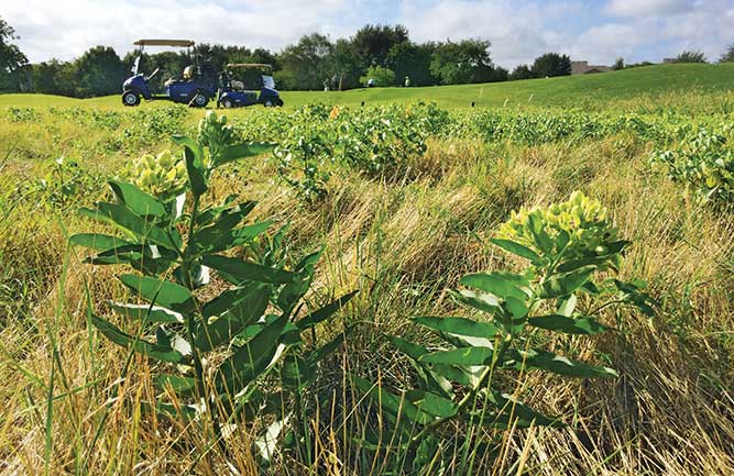 Milkweed plants provide an essential habitat for monarch butterflies in out-of-play areas on golf courses. (Photo: Dan Potter, Ph.D.)