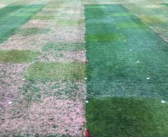 The photo shows plots no longer receiving fungicide applications (left) and those that are treated (right). The five trial runs allowed the Rutgers University team to monitor disease progression through the entire season (April to November). (Photo: James Hempfling)