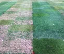The photo shows plots no longer receiving fungicide applications (left) and those that are treated (right). The five trial runs allowed the Rutgers University team to monitor disease progression through the entire season (April to November). (Photo: James Hempfling)