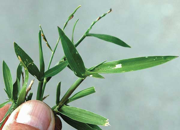 leaves that originate from the stem, resembling a signal flag. (Photo: Brent McCarty)