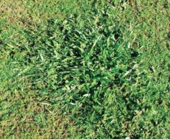 Tropical signalgrass (Photo: Bert McCarty)