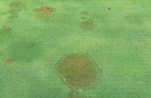 Brown patch shows up as irregular or circular patches of turf with a brown or tan color in the middle. (Photo: NC State University)