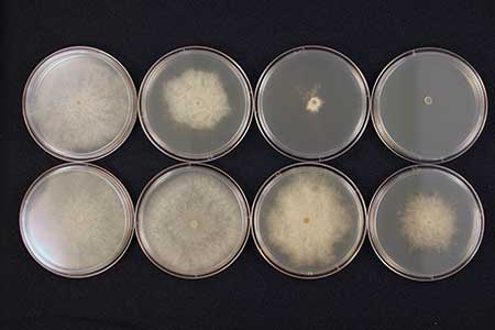 As increasing amounts of fungicide are applied, the sensitive population (top row) decreases while the resistant population persists. (Photo: Rick Latin)