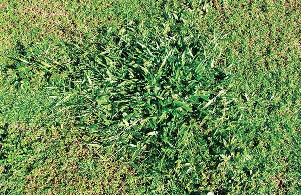 seeds and stolons, often forming large, unsightly patches. (Photo: Bert McCarty)