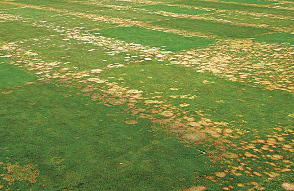 The experiment on a USGA sand-based putting green with Poa annua included three elemental sulfur treatments combined with four calcium sources. (Photo: Alec Kowalewski, Ph.D.)