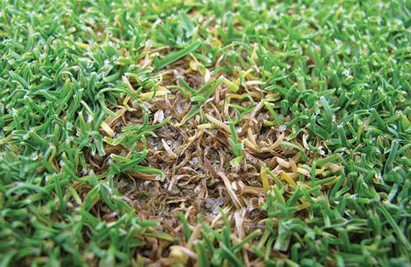 Researchers at Rutgers University have developed best management practices for anthracnose. In this photo, leaves have turned yellow to brown and are sprinkled with black spore-bearing structures. (Photo: James Hempfling)