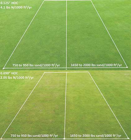 Sand topdressing had the greatest impact on reducing anthracnose disease severity under lower heights of cut (HOCs) and reduced nitrogen fertility. (Photos: James Hempfling)