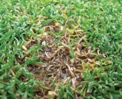 Researchers at Rutgers University have developed best management practices for anthracnose. In this photo, leaves have turned yellow to brown and are sprinkled with black spore-bearing structures. (Photo: James Hempfling)