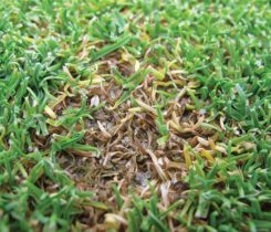 Researchers at Rutgers University have developed best management practices for anthracnose. In this photo, leaves have turned yellow to brown and are sprinkled with black spore-bearing structures. (Photo: James Hempfling)