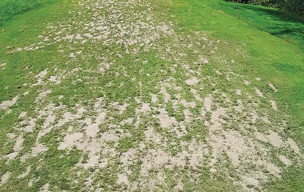 ▶ This tee at Amherst CC’s 9-hole executive course, Ponemah Green, is too small to handle the excessive rounds put on it, says Superintendent Steve Wilson. (Photo: Amherst CC)