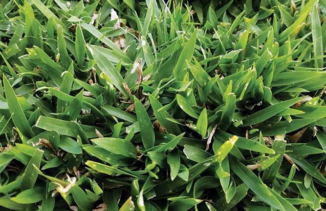 Tropical signalgrass (Photo: FMC Professional Solutions)