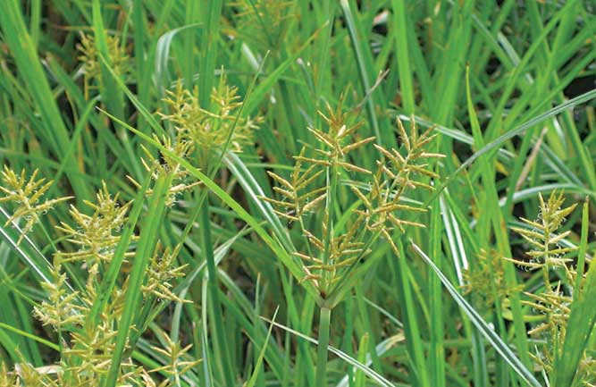 Yellow nutsedge (Photo: Jim Brosnan, Ph.D., University of Tennessee)