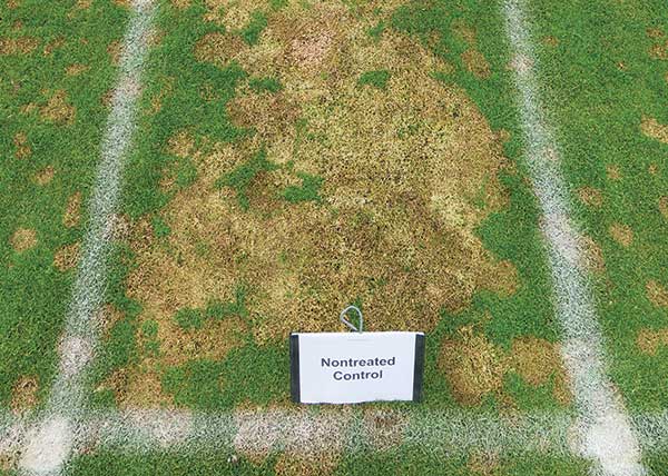 Snow mold pressure at our research station in Madison, Wis. was very high despite a relatively short window of snow cover. (Photo: Paul Koch)