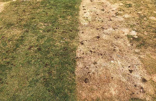 Many treatments provide highly effective snow mold control despite really high disease pressure at our research site on Marquette GC in Marquette, Mich. (Photo: Paul Koch)