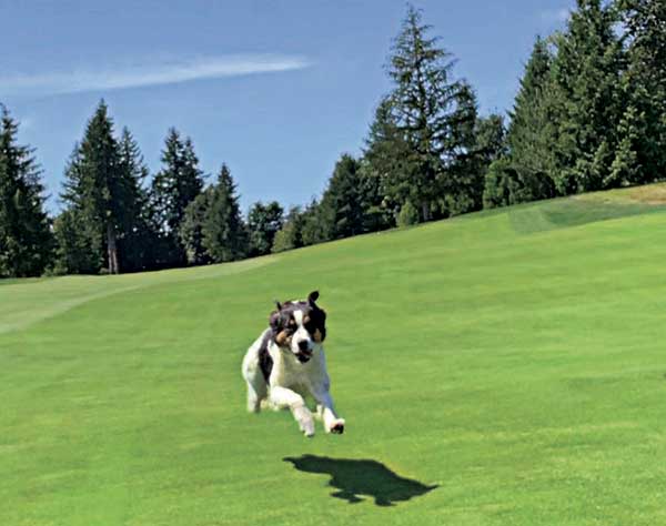 The Underdogs of Turf calendar is bounding back in 2021. (Photo: Sean Reehorn)