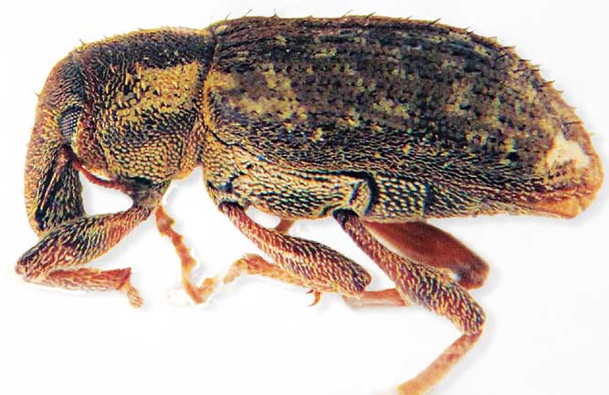 ABW adult (Photo: Ben McGraw)