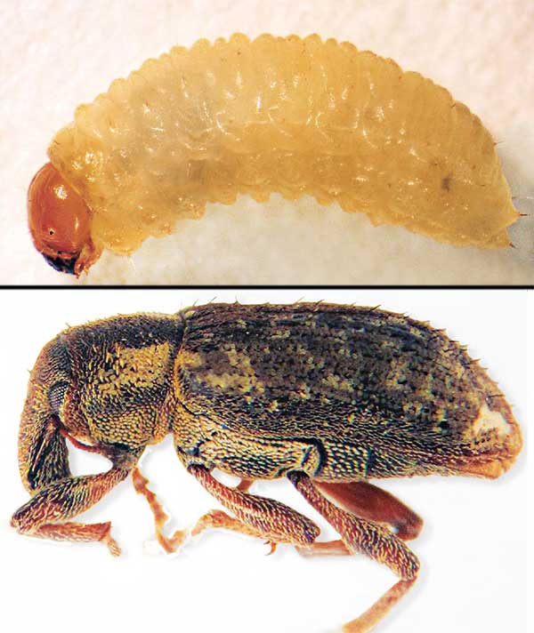 Annual bluegrass weevils lay their eggs in annual bluegrass, resulting in damage from larvae (top). (Photo: Ben McGraw)