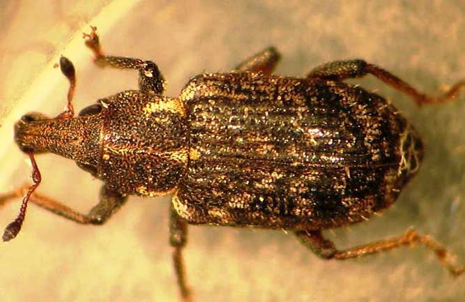 Annual bluegrass weevil adult (Photo: Ben McGraw)