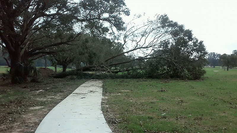 Eddie Daigle, superintendent of Osceola Municipal Golf Course in Pensacola, Fla., estimates the course lost a dozen trees due to winds from Hurricane Sally. <br /> (Photo: Edward Daigle)